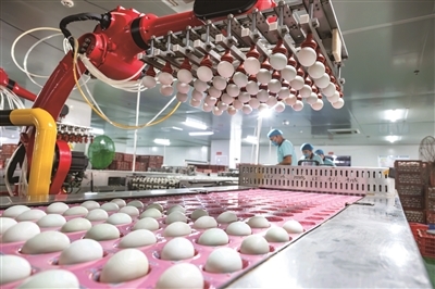 北海海鸭蛋热销全国